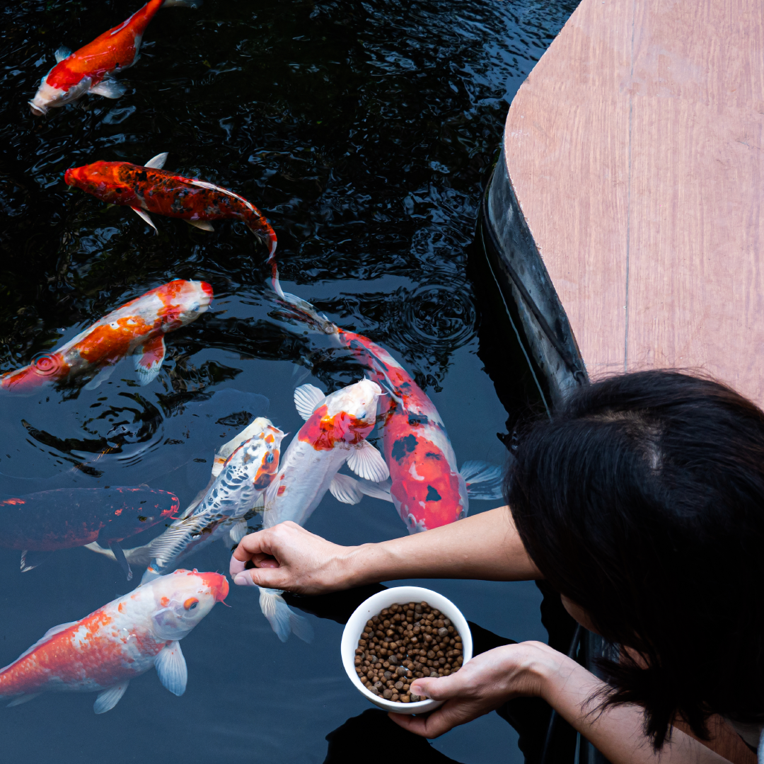 Sowparnika Euphoria In The East Koi Pond - Tranquil water feature with colorful koi fish for relaxation