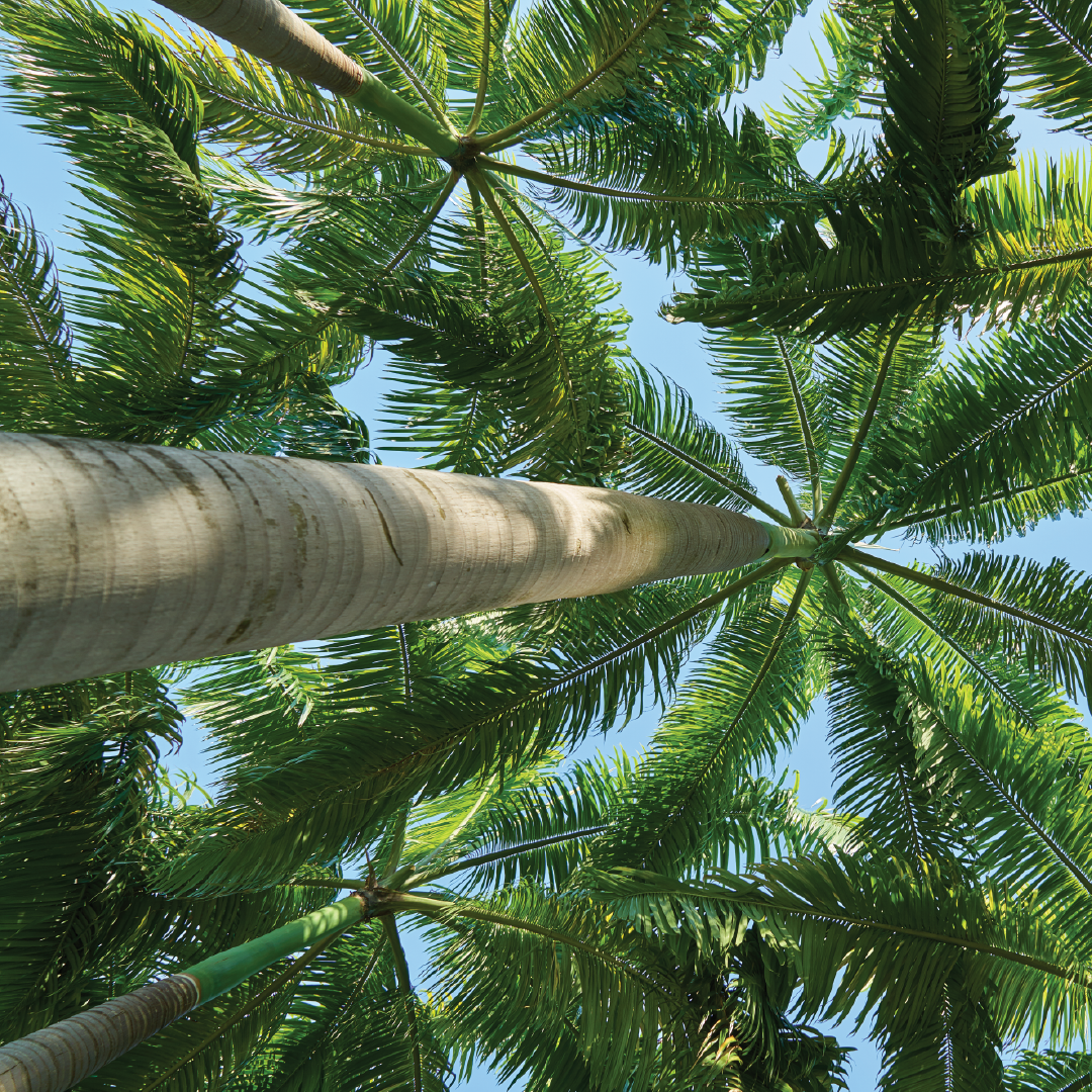 Sowparnika Euphoria In The East Palm Court - Elegant outdoor space with lush landscaping