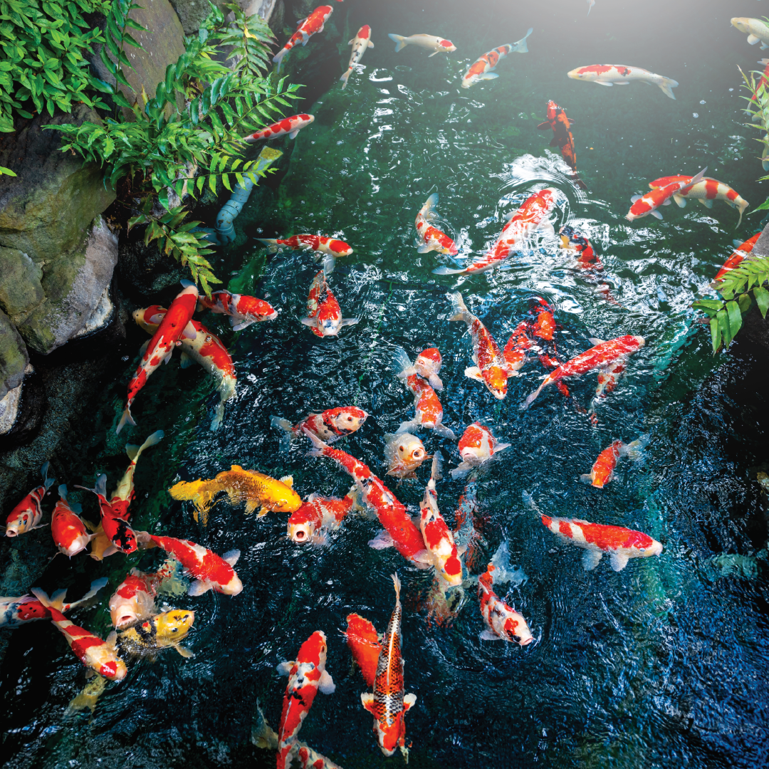 Sowparnika Euphoria In The East Pond Plaza - A serene water feature for relaxation and leisure